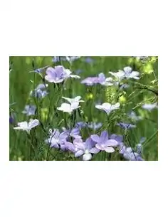 Delikatess Leinoel aus dem Thurgau 50 cl 2